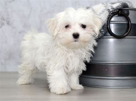 Maltese Dog Female White 2933074 Petland Lewis Center