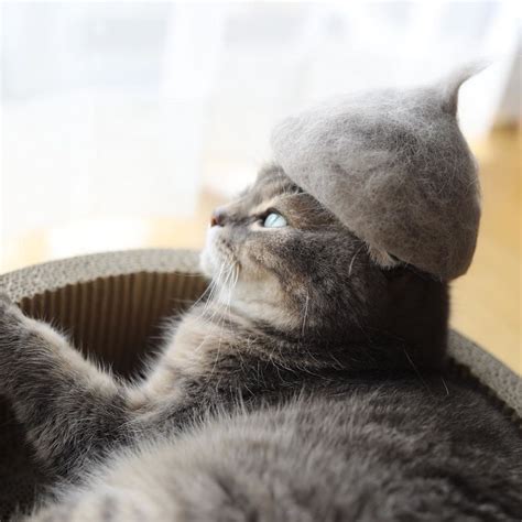 Cats Wear Hats And They Are The Best 10 Photos Sunnyvibes