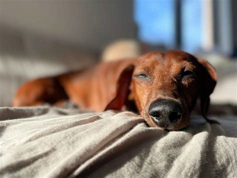 7 Best Dog Beds For Dachshunds In 2023 Spire Pet