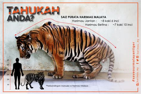10 Fakta Menarik Tentang Harimau Malaya Harimaumy