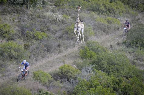 What to do with mountain bike on animal crossing. Giraffe joins bike race: Hilarious moment | Nature | News ...