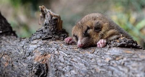Monito Del Monte Dromiciops Gliroides Animals Hamster Chile
