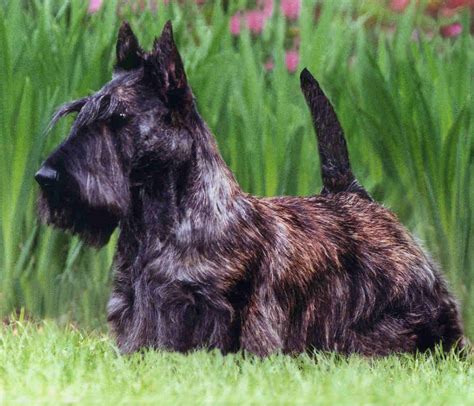 Scottish Terrier Small Sized Terriers Great Britain
