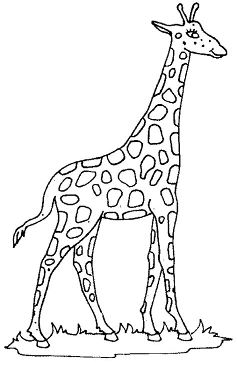 Download High Quality Giraffe Clipart Outline Transparent Png Images