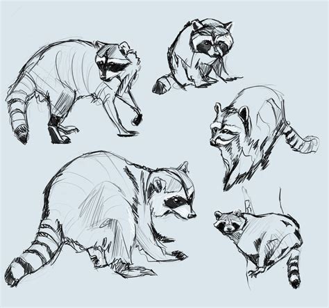Raccoon Sketches By Jastyoot On Deviantart