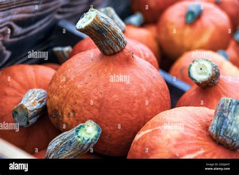Autumn Scene With Ripe Pumpkins For Street Sale Stock Photo Alamy