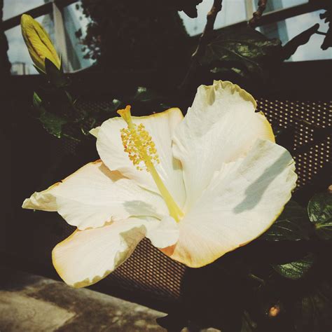 Bunga raya island resort and spa kota kinabalu features 47 rooms, all of which are equipped with a variety of amenities to ensure an enjoyable stay. "White Bunga Raya Flower" Garden By The Bay | Gardens by ...