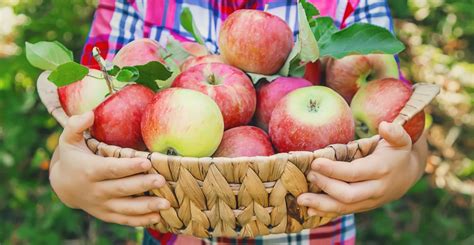 10 Must Read Fall Apple Picking Tips Farmers Almanac