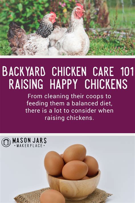 Chicken Care 101 Keeping Your Chickens Happy And Healthy Chicken