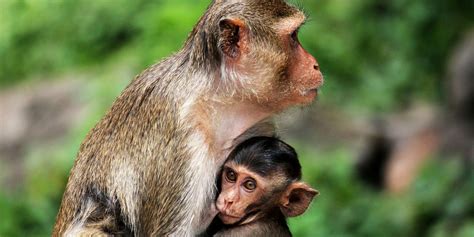 Mother Monkey And Baby Child Wallpaper Hd Wallpapers