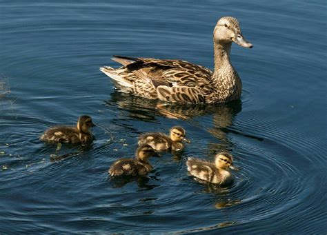 Mother Duck Parades Her Ducklings Through Hospital In Cutest Photos