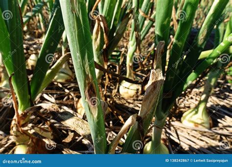 Purple Blotch Disease On Onion Stock Image Image Of Agriculture