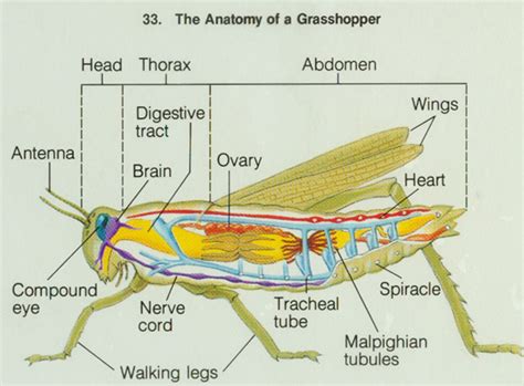 Grasshopper Internal Anatomy Diagram Online Wiring Diagram