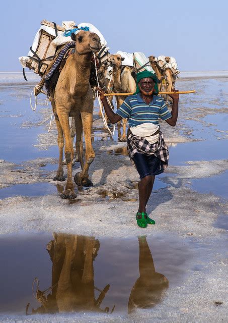 Afar Tribe Man Camel Caravans Carrying Salt Blocks In The Danakil
