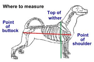 In this case, a german shepherd. Measuring The Lhasa Apso