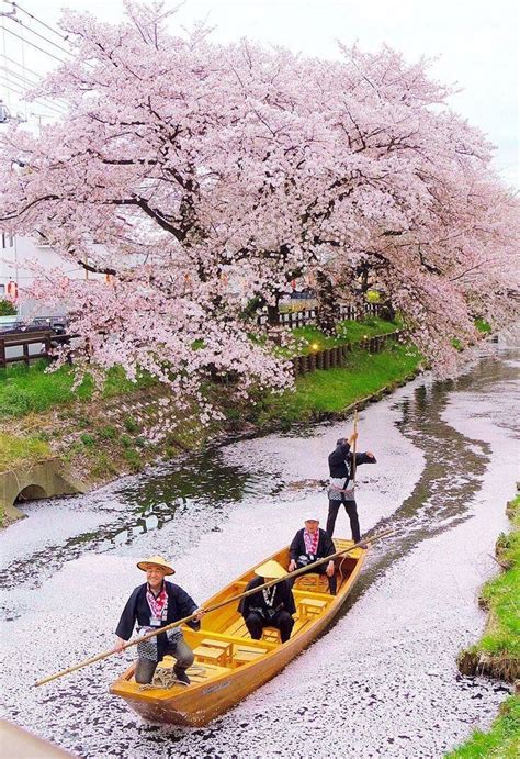 50 Photos To Prove How Beautiful The Sakura River Is In Japan
