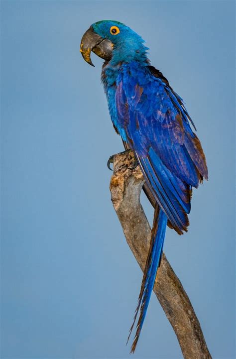Back In Brazil Rare Macaws The Blue Birds Of Brazil Owen Deutsch