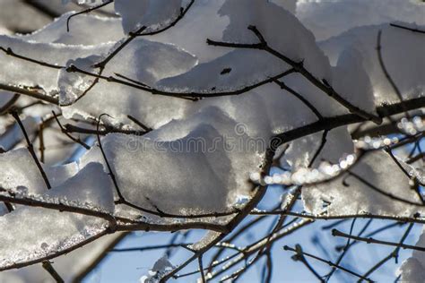 Branches Of Trees In The Melting Snow Against The Background Of The Sky