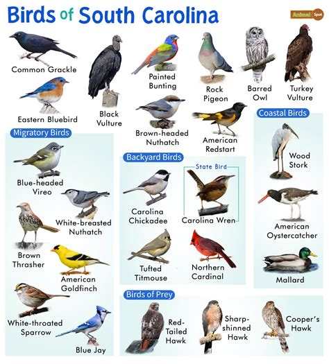 List Of Common Birds Found In South Carolina Facts With Pictures