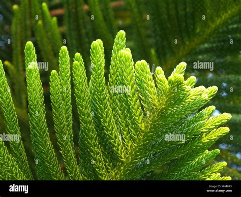 Closed Up Vibrant Green Leaves Of Cook Pine Tree In The Afternoon
