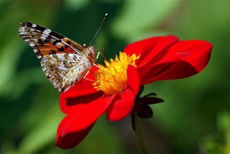 Dahlia Butterfly Flower Wallpaper Hd Macro 4k Wallpapers Images