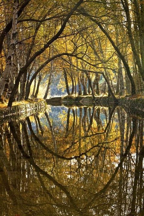 Autumn Trees Reflected In A Stream Reflection Pictures Water
