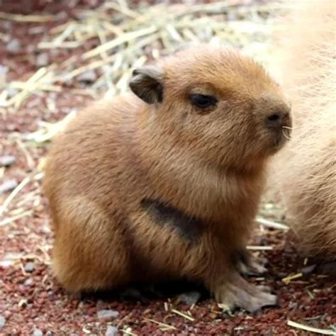 Capybara Baby Capybara Capybara Capybara Pet