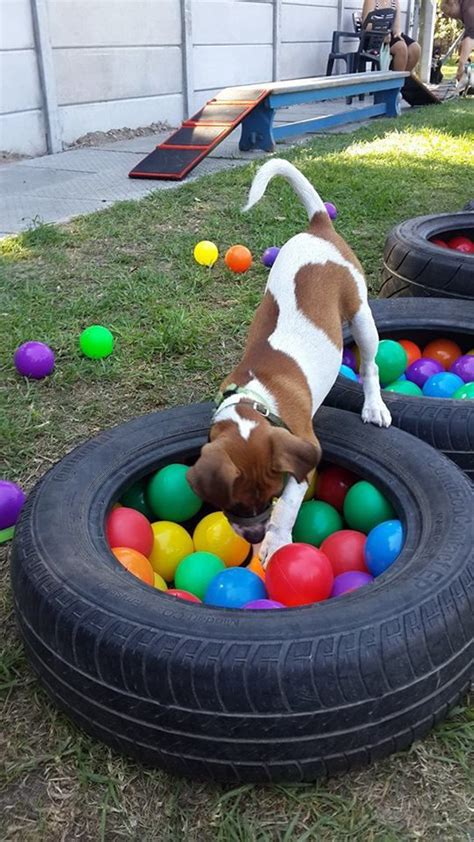 25 Small Dog Playground Ideas That Safe In Backyard