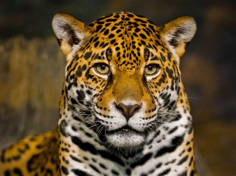 Big Cat Wild Cat Jaguar Muzzle Predator Wallpaper Lion Wallpaper