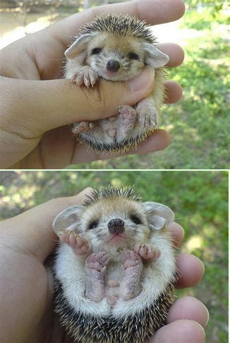 Hello Mega Mini Cutenessbaby Porcupine Baby Porcupine Cute Baby