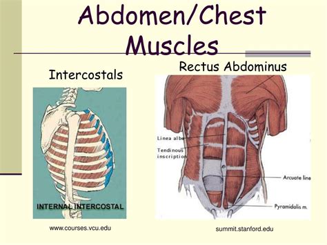 The skeletal muscles of the abdomen form part of the abdominal wall, which holds and protects the gastrointestinal system. Muscles Of The Chest Abdomen - Study Guide for First Quiz - Nursing 361 with Haynes at ...