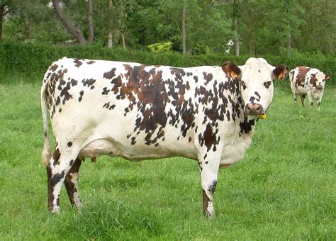 Normande | Cow, Cattle, Beef cow
