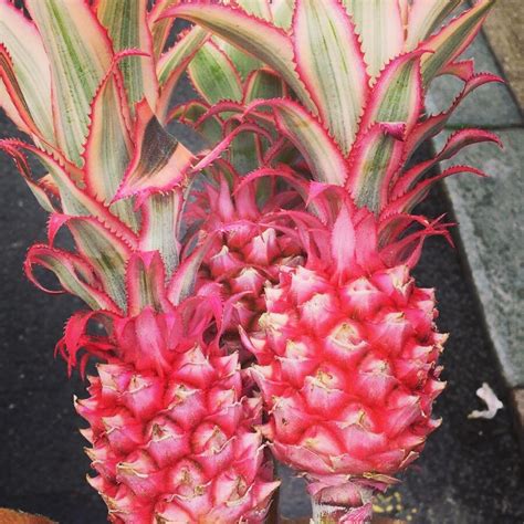 Pink Pineapples Exist And You Didnt Tell Me About It First