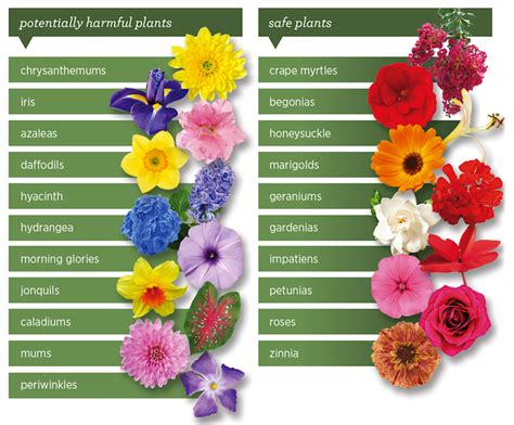 But if the creepy, featureless android. dangerous-safe plants | Plants, Harmful plants, Lawn and ...