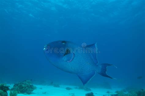 Blue Triggerfish Pseudobalistes Fuscus Stock Photo Image Of Wild