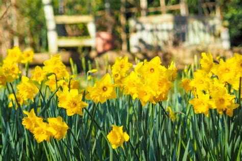 The flowers, which do not usually start appearing until february, have been fooled into blooming a month early by this winter's unusually mild weather in rhododendrons bloom around february and march but this year they have bloomed quite early to the delight of all schoolkids. Spring colour: 5 flowers that will bloom in March | Home ...