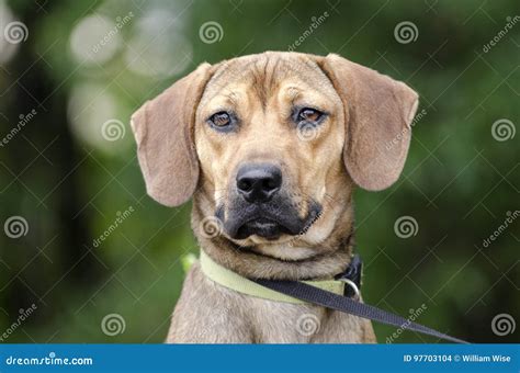 Pozie Black Mouth Cur Coonhound Mix