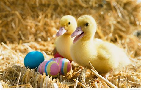 Easter Wallpaper With Cute Animals 51 Images