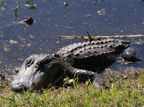 Se Texas Birding And Wildlife Watching Home Of The American Alligator