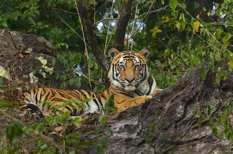 Best Wildlife National Park In India Tusk Travel Blog