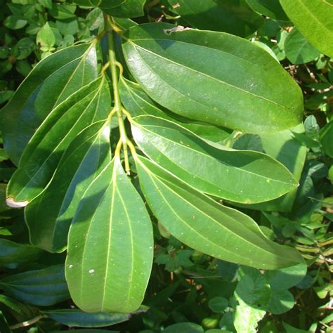 Polynesian Produce Stand Cinnamon Bark Tree Cassia Trees Live Spice