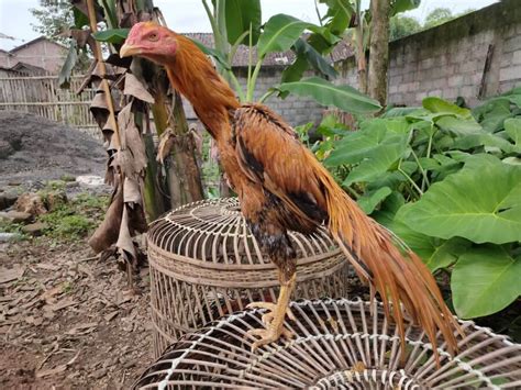 Check spelling or type a new query. √ Ayam Ekor Lidi Super | Asal Usul, Ciri-Ciri ...