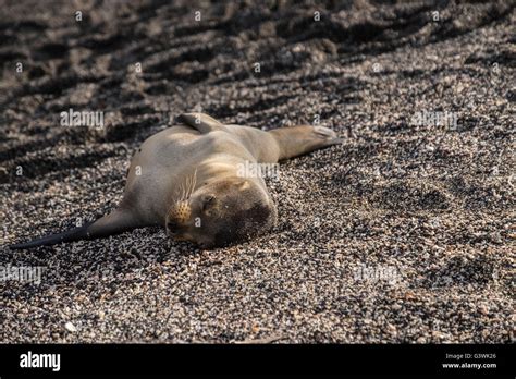 Cute Baby Sea Lion Lies Sleeping Alone On A Beach In Galapagos Islands