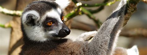 Lemur Catta Mundomar Benidormmundomar Benidorm