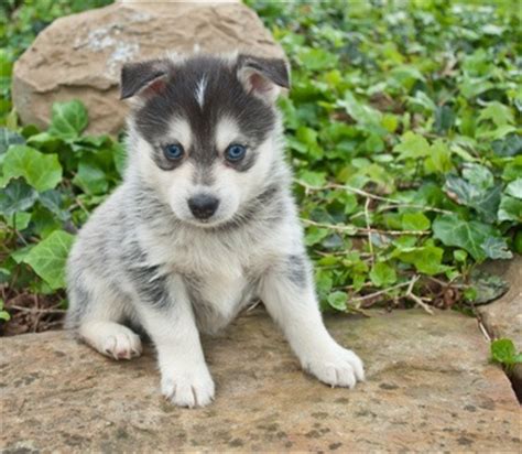 How much does a pomeranian dog cost? How Much Do Pomskies Cost & Other Facts About Pomeranian ...