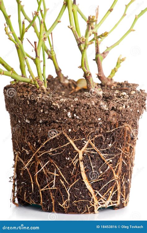 Bush Of A Decorative Rose With Roots Stock Photo Image Of Pine Bulb