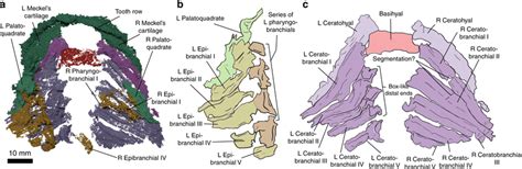 Scale structure of putative chondrichthyan gladbachus adentatus heidtke & krätschmer, 2001 from the middle devonian rheinisches. The pharyngeal skeleton of Ptomacanthus anglicus. a ...