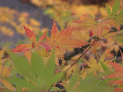 Japanese Maple Leaves Scott Adams Flickr