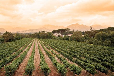 Where To Find The Best South African Wine Wine Enthusiast