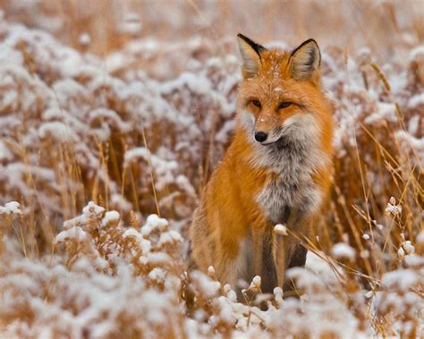 Red Fox Wallpapers - Wallpaper Cave